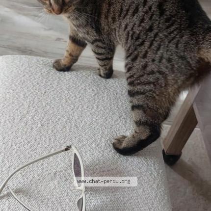 Photo 1/1 Tsouki Chat perdu à Orgeval