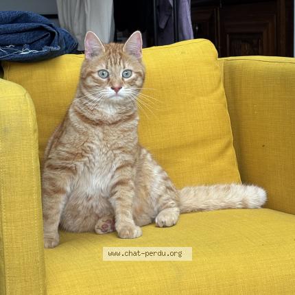 Photo 1/1 Bertrand ou Dune Chat perdu à Le mans