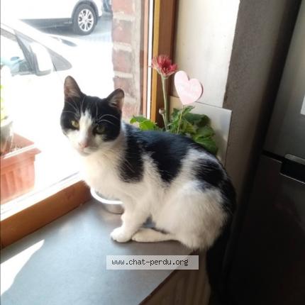 Photo de chat perdu à Roubaix