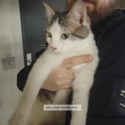 Photo 1/1 Chat retrouvé Trouvé à Laval