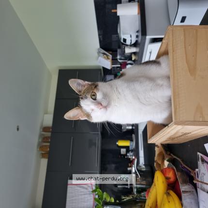 Photo de chat perdu à Saumur