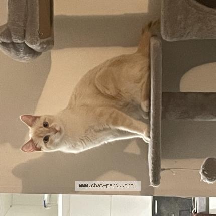 Photo 1/1 leia Chat perdu à Toulouse