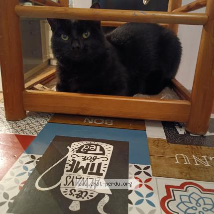 Photo 1/1 Chat retrouvé Perdu à Neuilly Sur Marne