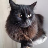 Photo de chat perdu à Estrun