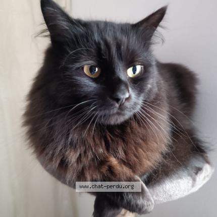 Photo 1/1 Blake Chat perdu à Estrun