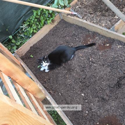 Photo 1/1 Loupette Chat perdu à Flamanville