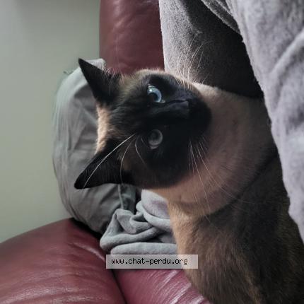 Photo 1/1 Jackson Chat perdu à Chaussin