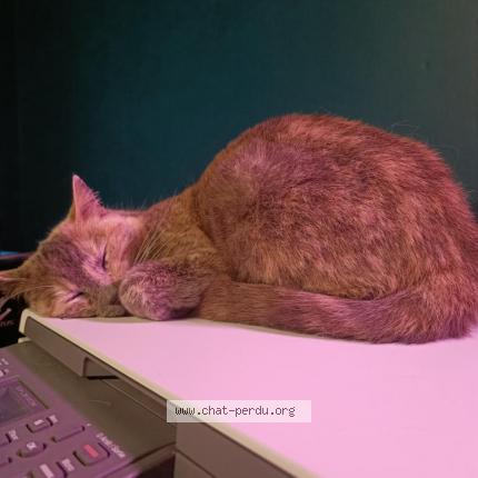 Photo de chat perdu à Saint Hilaire La Palud
