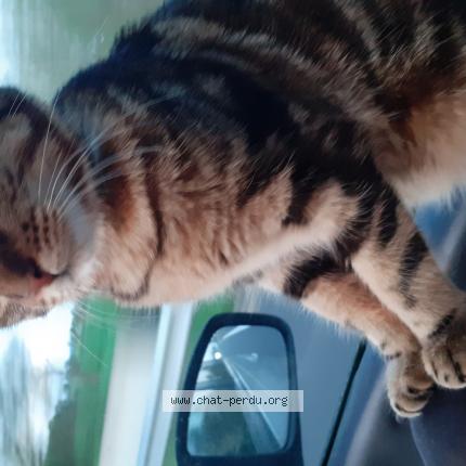 Photo de chat perdu à Chateauroux