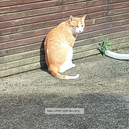 Photo de chat perdu à La Grigonnais