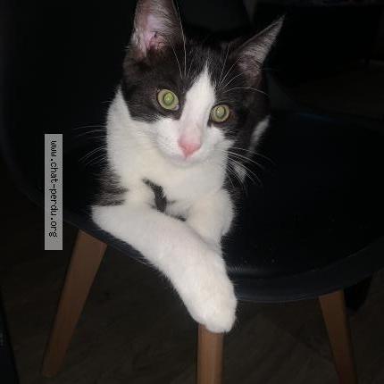 Photo de chat perdu à Nogent L Artaud