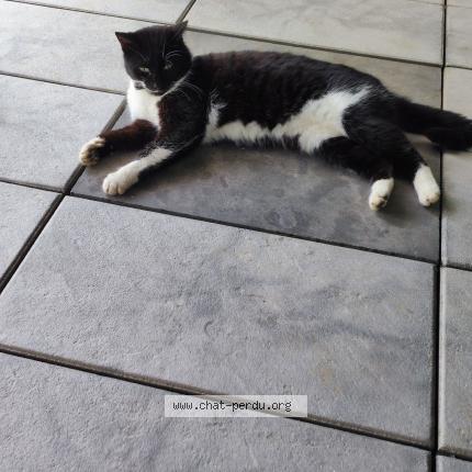 Photo de chat trouvé à Furchhausen