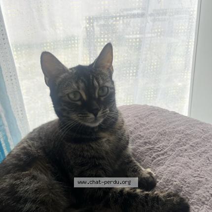 Photo 1/1 Nounie Chat perdu à Le peage de roussillon