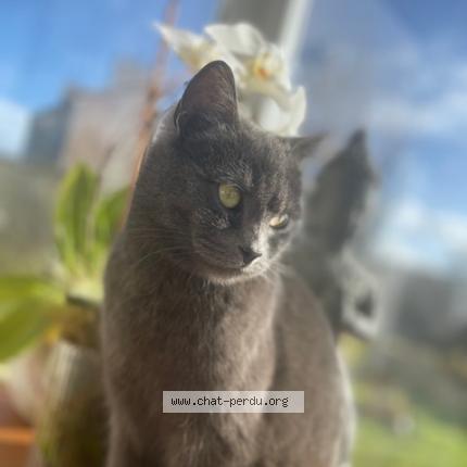 Photo 1/1 Bulle Chat perdu à Kerlouan