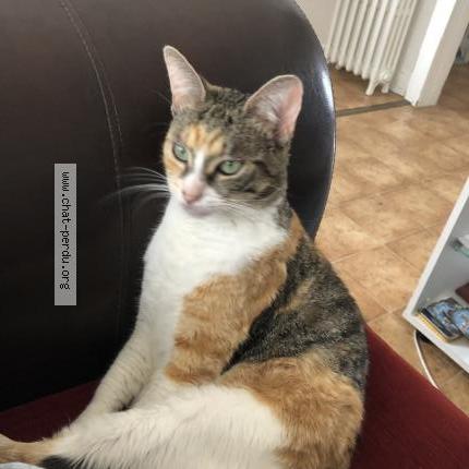 Photo 2/4 Roxy Chat perdu à Limay