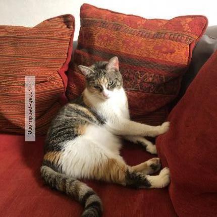 Photo 3/4 Roxy Chat perdu à Limay