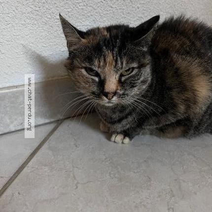 Photo de chat perdu à Gap