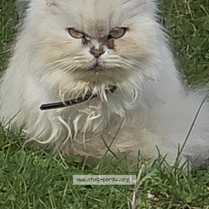 Photo 1/1 Maja Chat perdu à Savignac