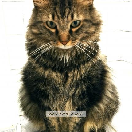 Photo de chat perdu à Saint Clair De La Tour