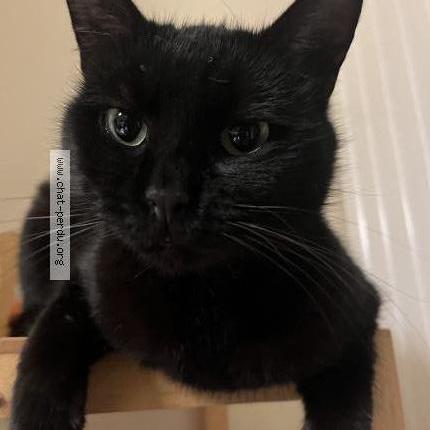 Photo 1/2 Kiri Chat perdu à Hoenheim