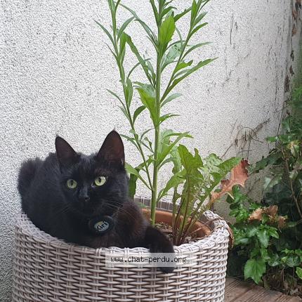 Photo 2/2 Kiri Chat perdu à Hoenheim