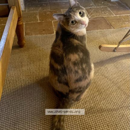 Photo de chat perdu à Nogent Sur Marne