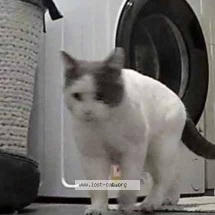 Photo 1/1 Chat trouvé Trouvé à Perth