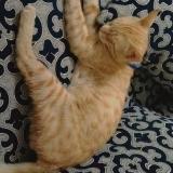 Photo de chat perdu à Faisalabad