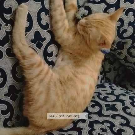 Photo 1/1 Sheru Chat perdu à Faisalabad