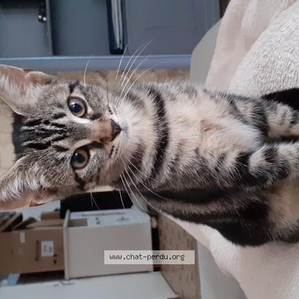 Photo 1/1 Gigi Chat perdu à Doulezon