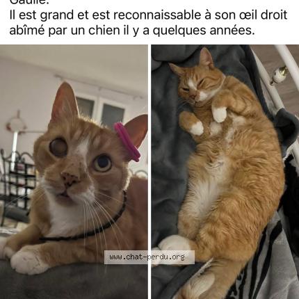 Photo 1/1 Rouben Chat perdu à Montauban