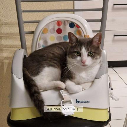 Photo 1/1 Pacha Chat perdu à Saint martin de valamas