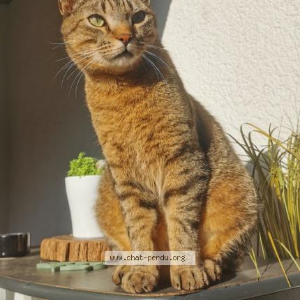 Photo de chat perdu à Chateauroux