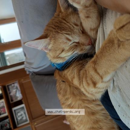 Photo 1/1 Chat retrouvé Perdu à Desertines