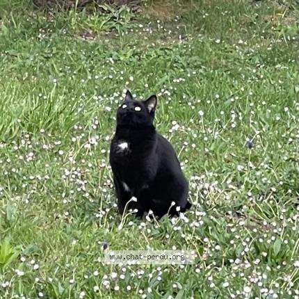 Photo 1/1 Chat retrouvé Perdu à Pringy