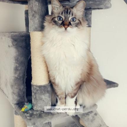 Photo de chat perdu à Vezillon