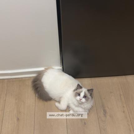 Photo de chat perdu à La Ferte Alais