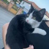 Photo de chat perdu à Richwiller