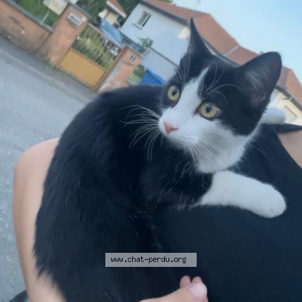 Photo 1/1 Chat retrouvé Perdu à Richwiller