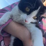 Photo de chat perdu à Richwiller