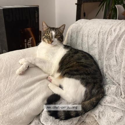 Photo 1/1 Ozone Chat perdu à Hagetmau