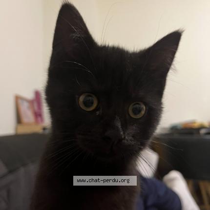 Photo 1/1 Chat retrouvé Perdu à Tours