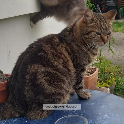 Photo 1/1 Chat retrouvé Perdu à La Chaussee Tirancourt