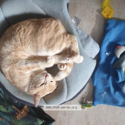 Photo 1/1 Felix Chat perdu à Roeschwoog