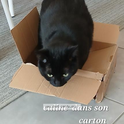 Photo 1/1 Caline Chat perdu à Fismes