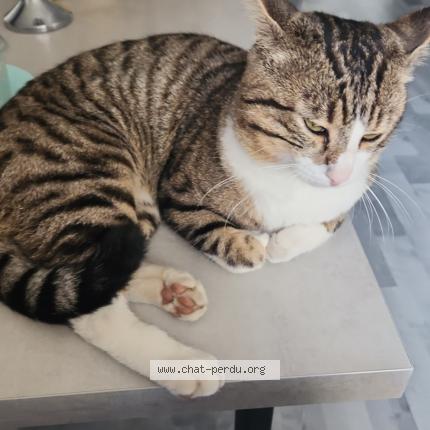 Photo 1/1 Bunjouk Chat perdu à Biesheim