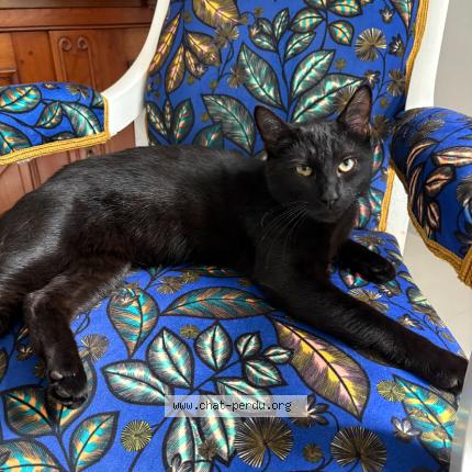 Photo 1/1 Simba Chat perdu à Cholet