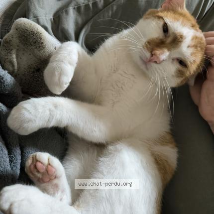 Photo 1/1 Pluton Chat perdu à Donnemarie dontilly