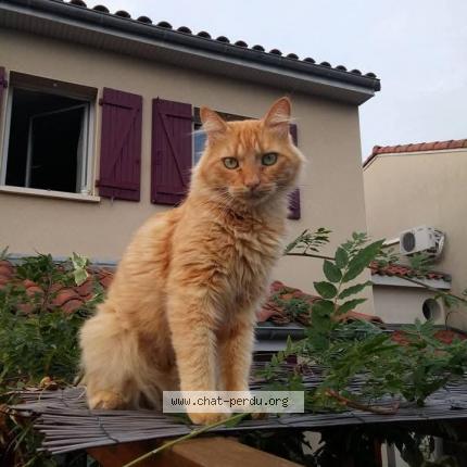 Photo 1/1 Chat retrouvé Perdu à Tournefeuille