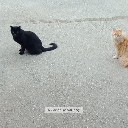 Photo de chat perdu à Gilette